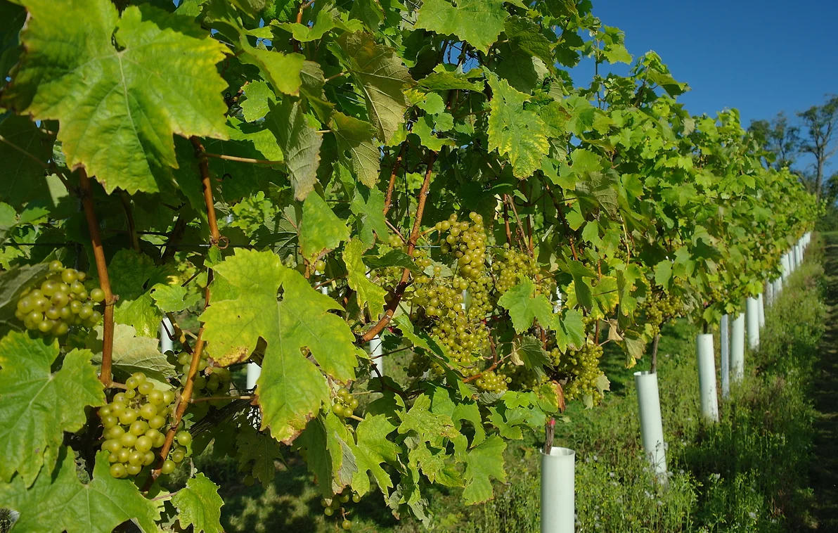 quality-wine-vineyard-near-plymouth-devon-tamar-valley