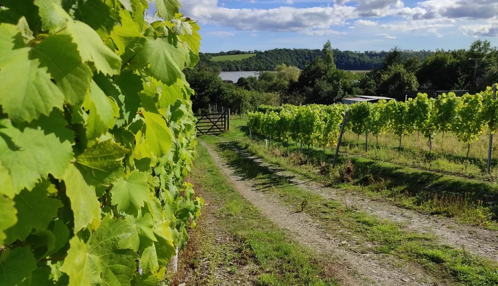 tamar-valley-bere-alston-family-vineyard