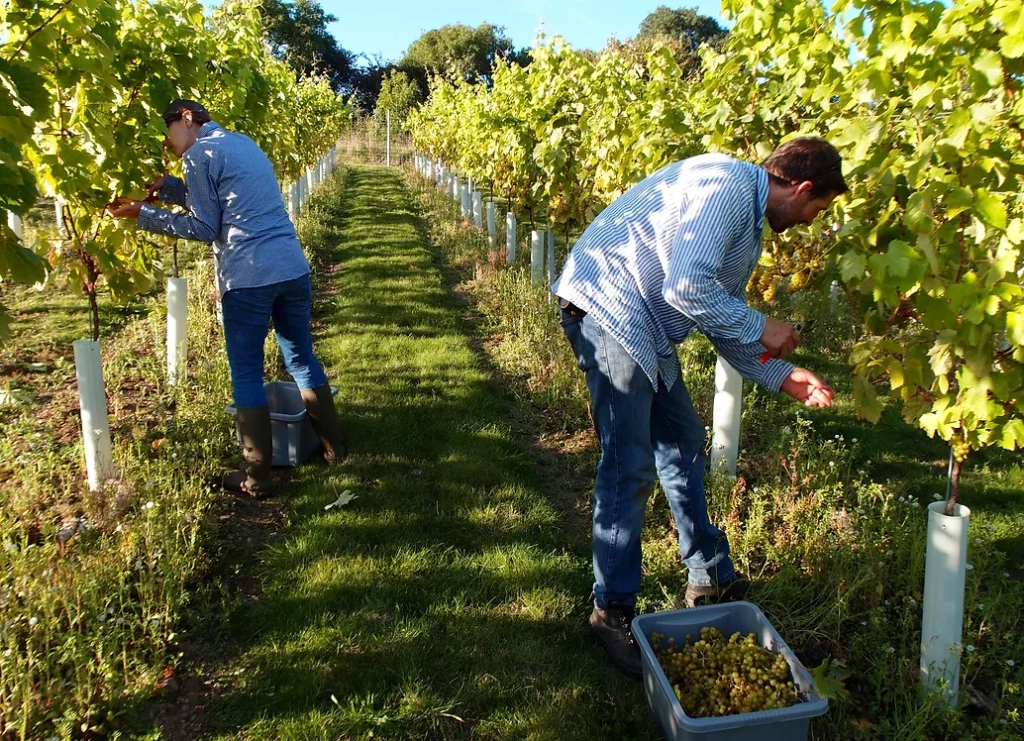 vineyard-devon-tamar-valley-quality-wines-devon