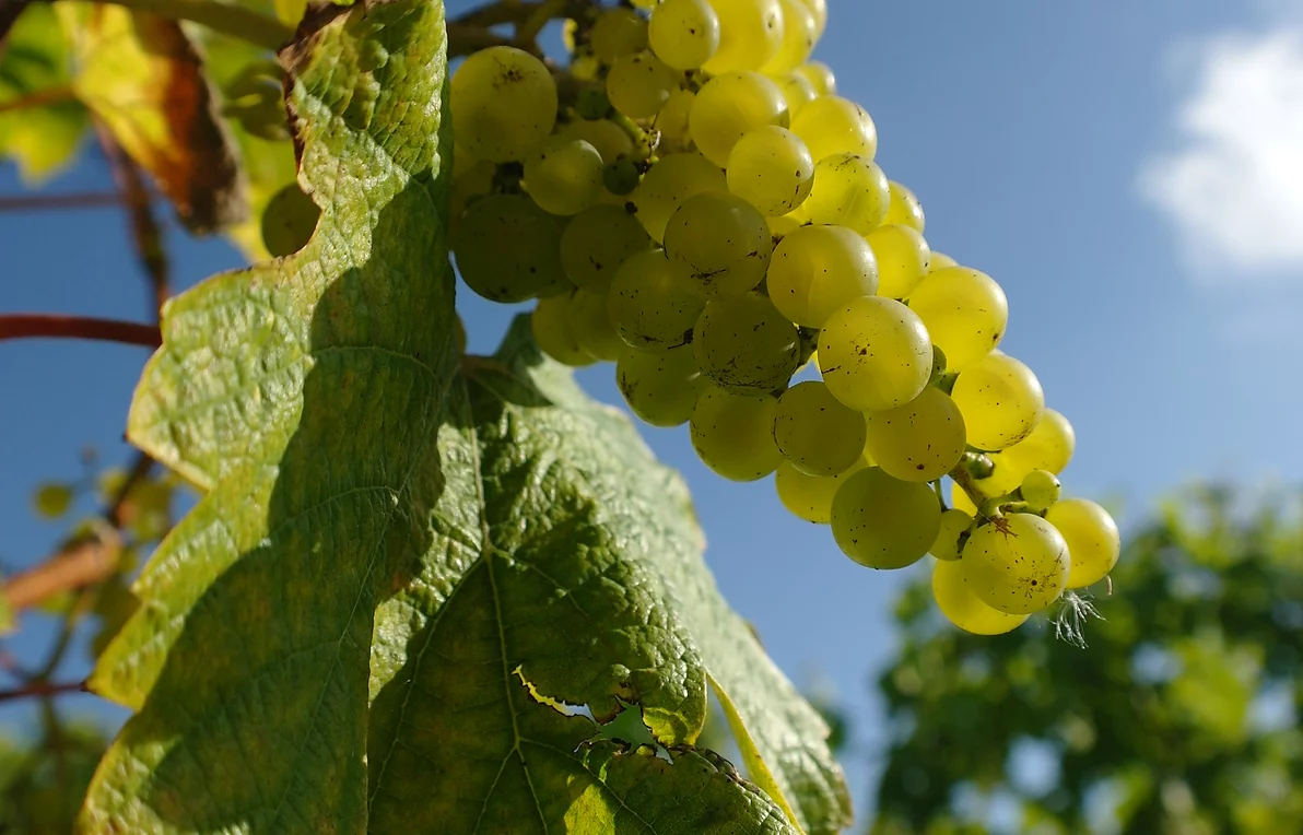 visit-vineyard-near-plymouth-devon-tamar-valley