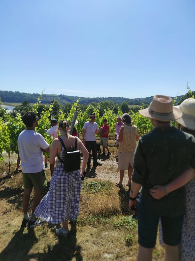 A group of adults standing amongst the vines on a sunny day listening to the tour guide.