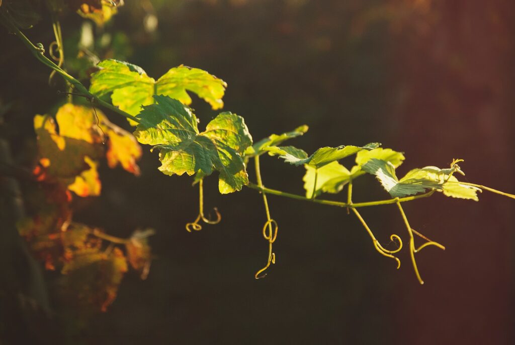 A vine tendril photographed in low evening sun