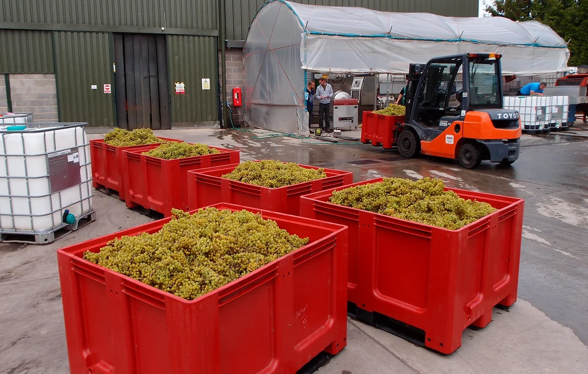 harvesting-wine-vineyard-devon-tamar-valley