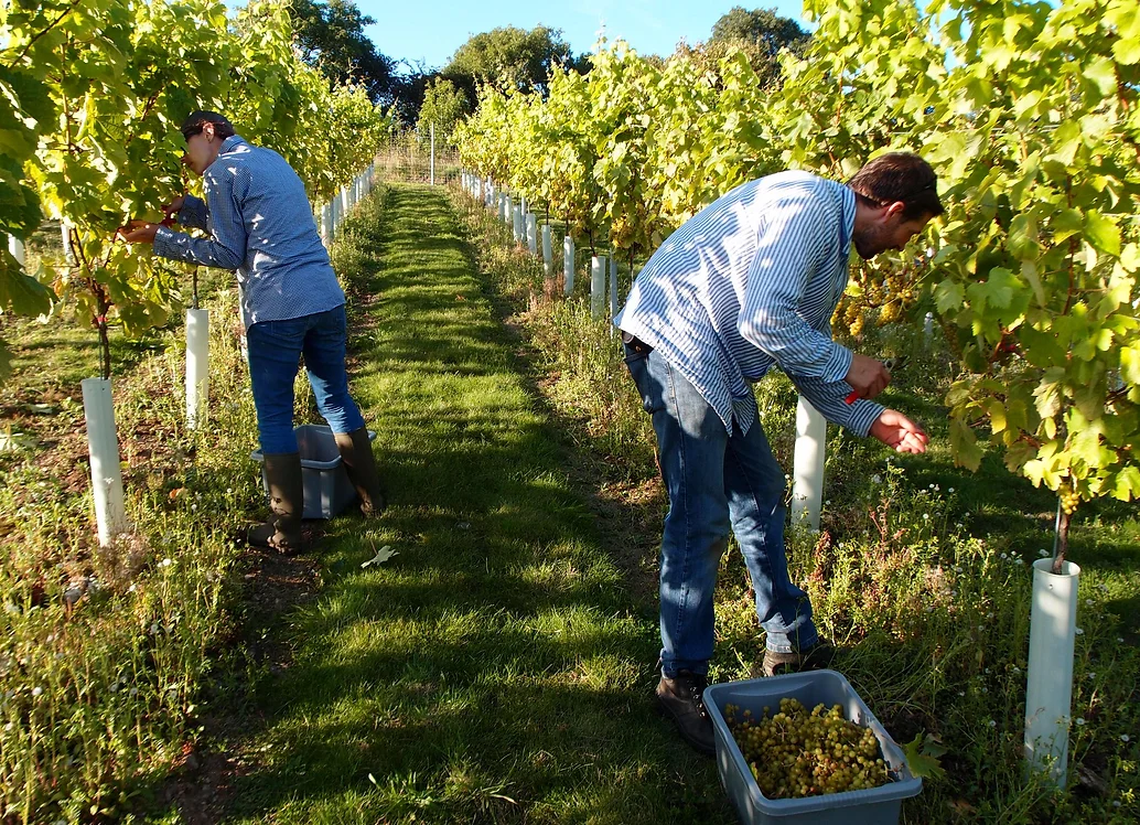 quality-wine-vineyard-near-plymouth-devon
